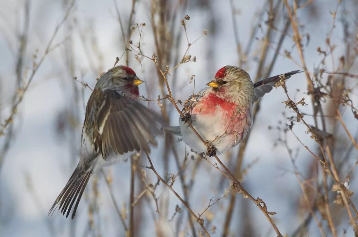Чечетка птица фото зимой самка и самец. Чечётка птица самка. Чечётка птица самка. Лазоревка чечетка. Чечетка птица фото зимой самка и самец.
