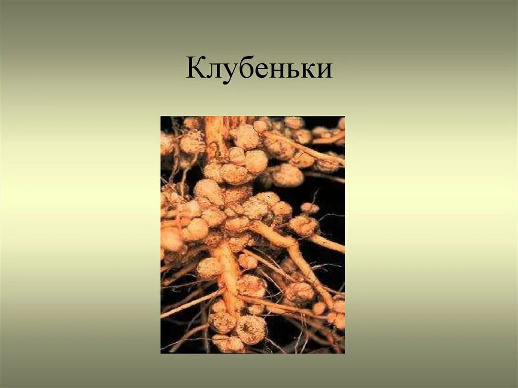 Клубеньки бобовых. Корневые клубеньки симбиоз. Клубеньки на корнях. Клубеньки примеры. Клубенек гороха