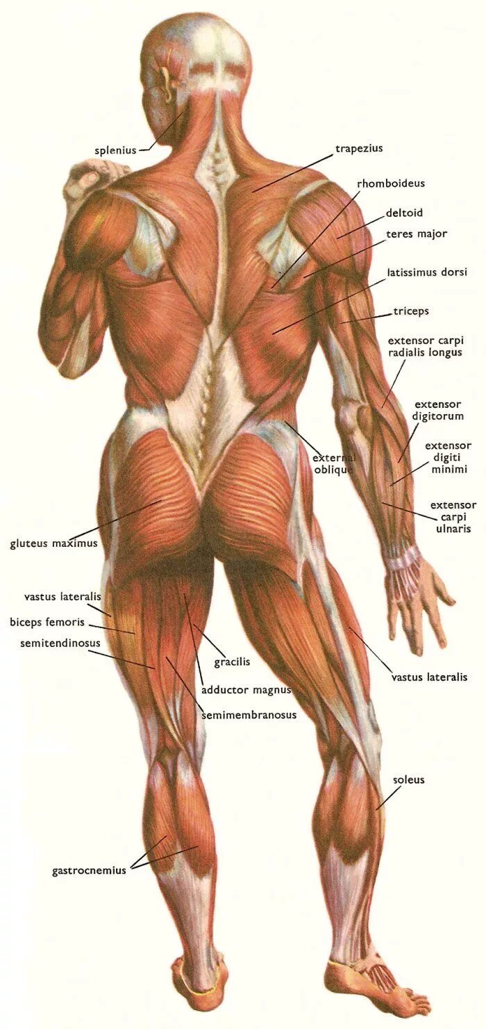 Связки тела. Мышечный скелет человека с названиями мышц. Структура человека сзади. Анатомия человека сзади спины. Система мышц человека сзади.