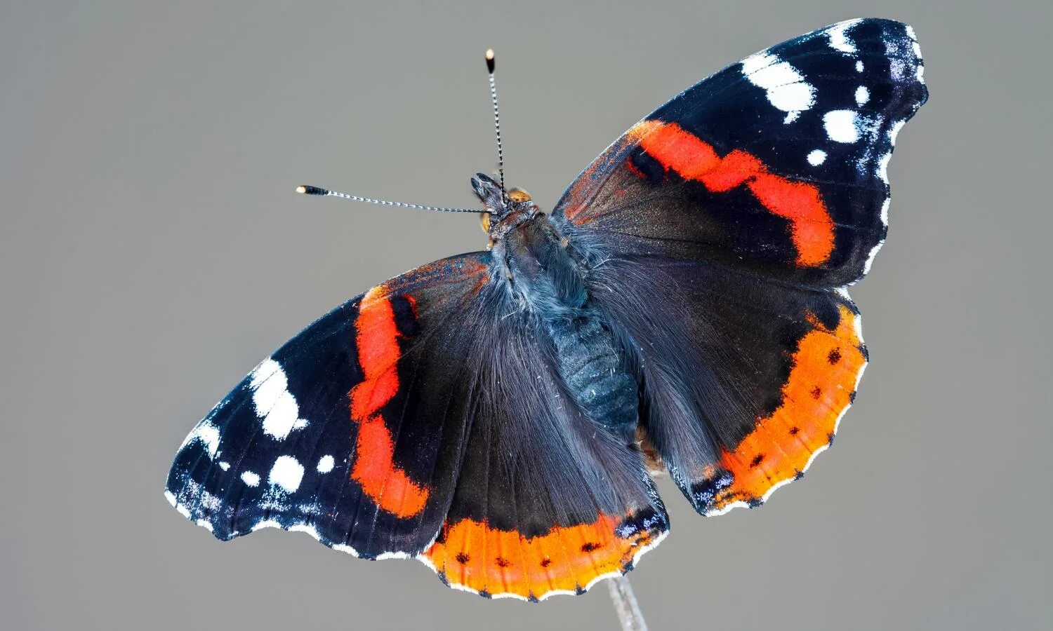 Бабочка Адмирал. Бабочка красный Адмирал. Vanessa Atalanta бабочка. Адмирал (Vanessa Atalanta). Какие бабочки адмирал