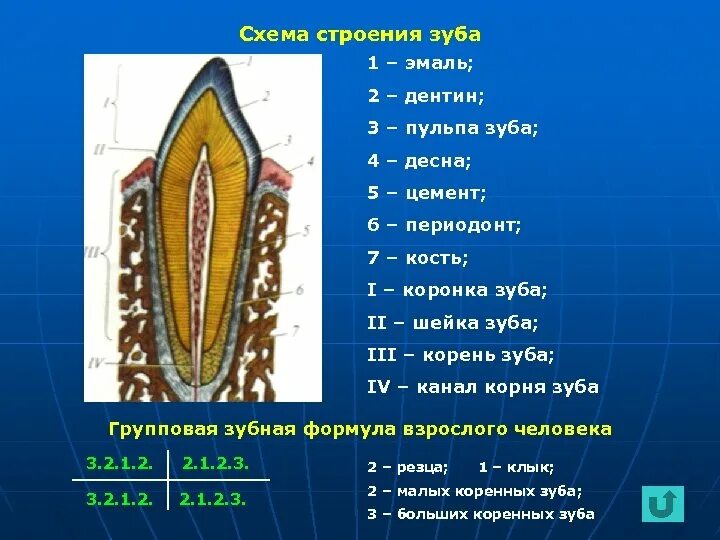 Строение зуба анатомия латынь. Строени ЕЗКБА. Схема строения зуба. Части зуба человека.