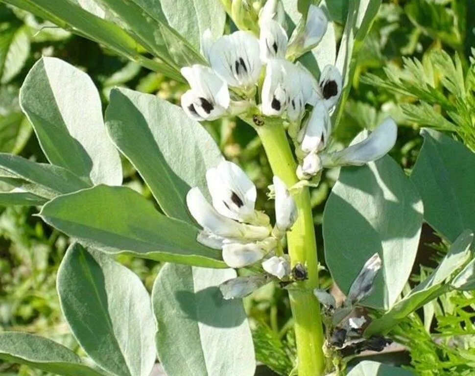 горох растение. горох голден свит. боб садовый. бобы семена фава. овощные бобовые растения.