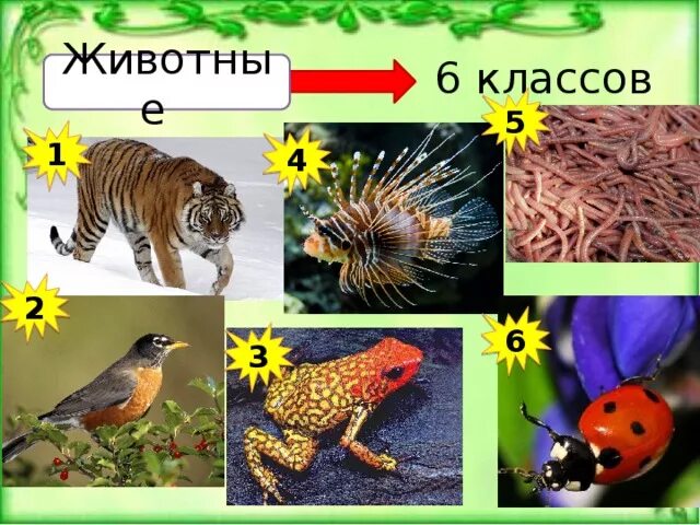 Животные урок 5 класс