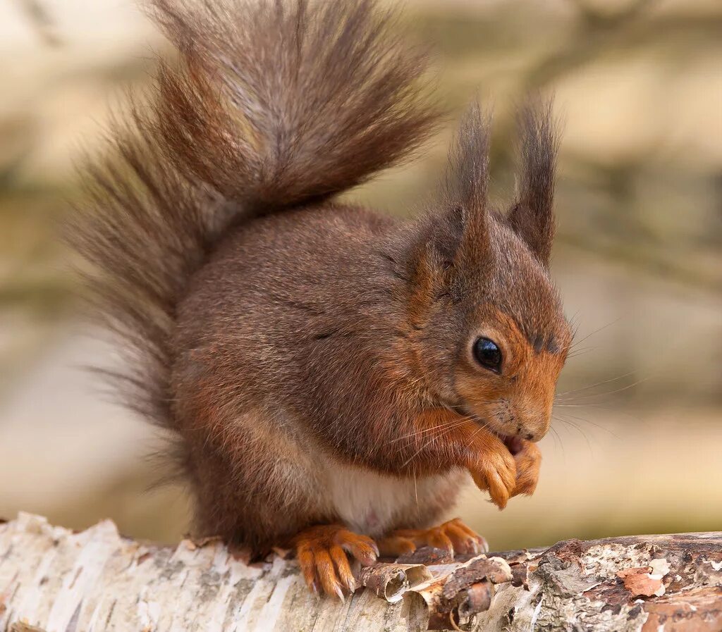 Обыкновенная белка. Белка обыкновенная (Sciurus vulgaris l.). Обыкновенная белка с бельчатами. Среднерусская белка, (Векша). Легендарная белка