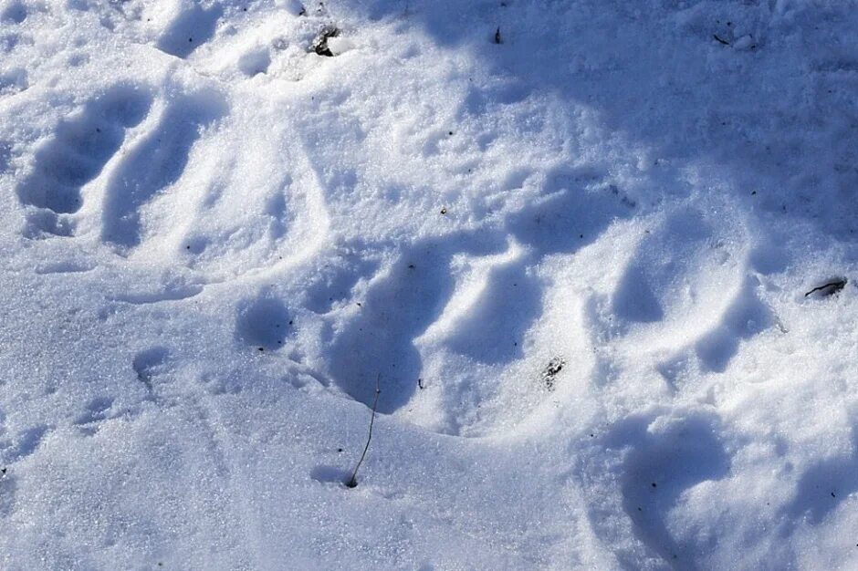 Следы медведя на снегу. Медвежьи следы на снегу. Следы медвежонка на снегу. Следы медведя зимой.