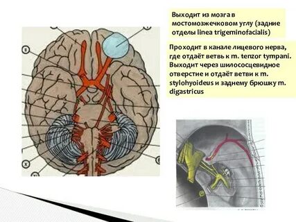 Мосто мозжечковый