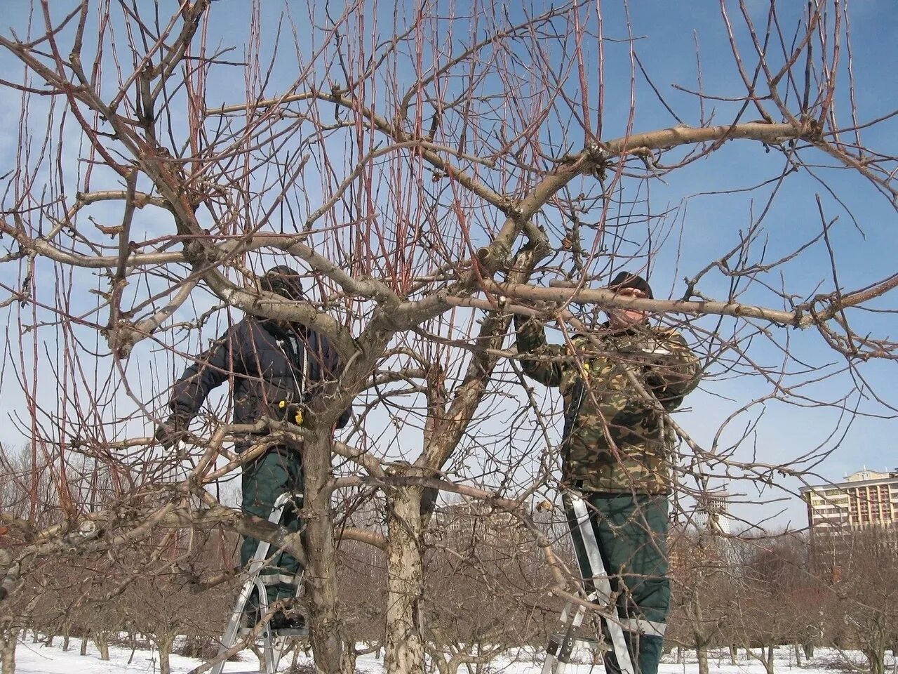 Кронирование яблони. Омолаживание яблони. Омолаживающая обрезка плодовых деревьев. Омолаживание старой яблони.