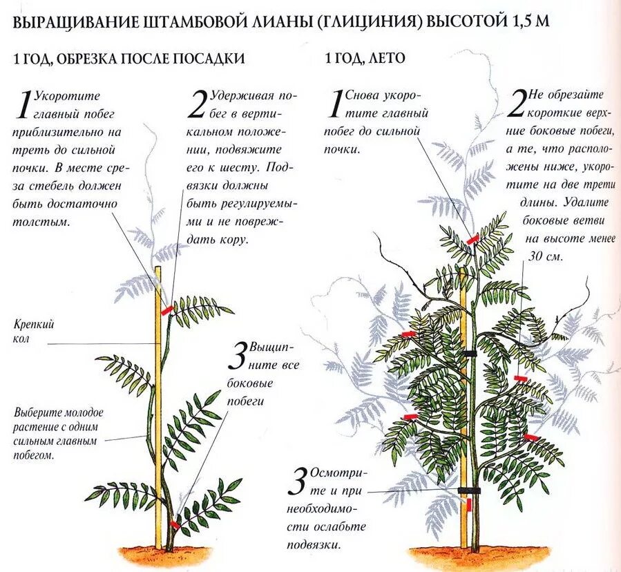 Через сколько лет начинает цвести. Глициния побег. Глициния китайская посадка. Глициния штамбовое дерево.