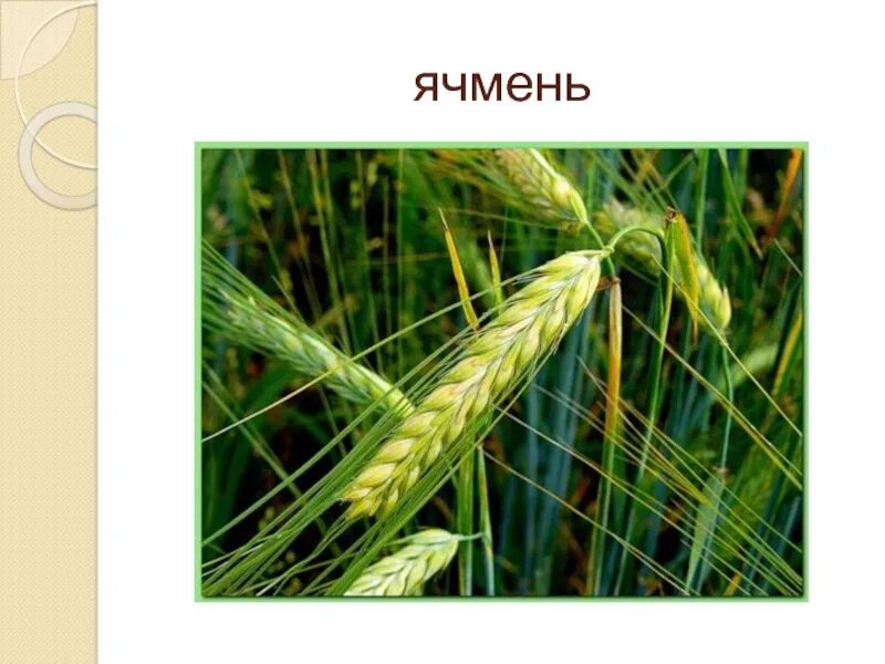 Ячмень злаковая культура. Ячмень биология 7 класс. Ячмень. Сорта ячменя иосиф. Культурные растения.