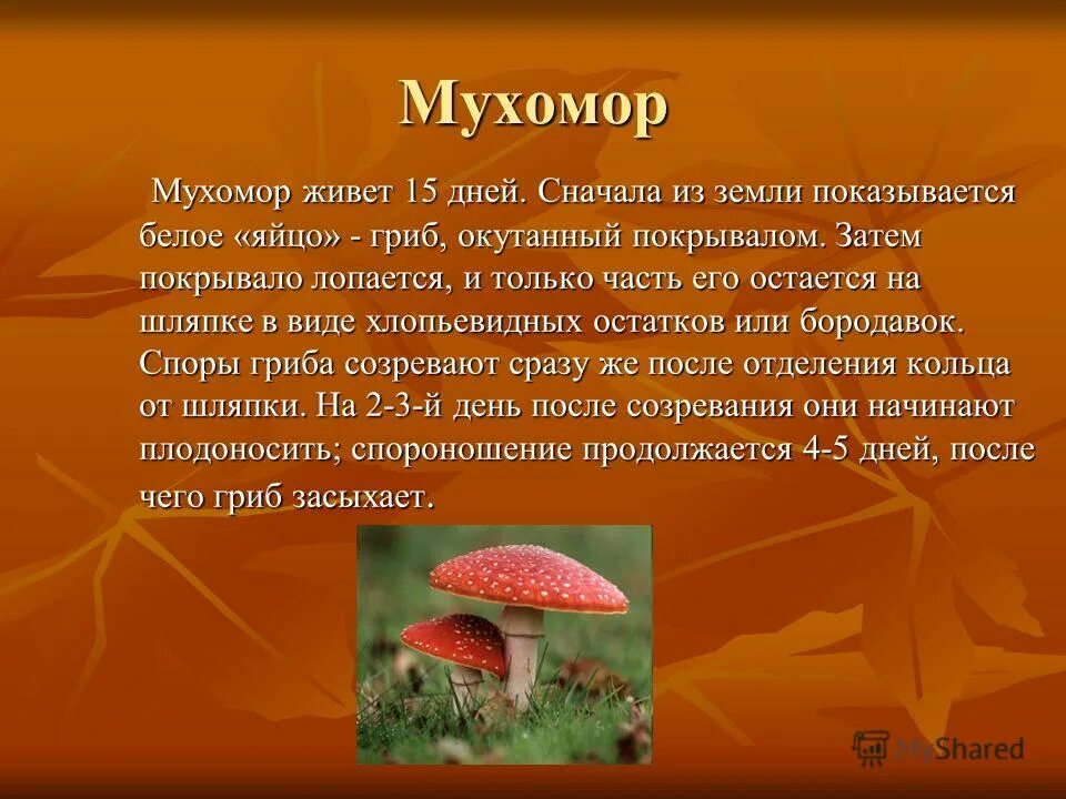 Сообщение о грибах 5. Доклад про гриб красный мухомор. мухомор красный сообщение 3 класс окружающий мир. информация о мухоморе 3 класс. мухомор доклад.