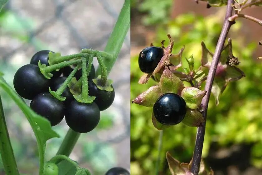 Белладонна (Atropa belladonna) - Фотография 17 из 20 ВКонтакте