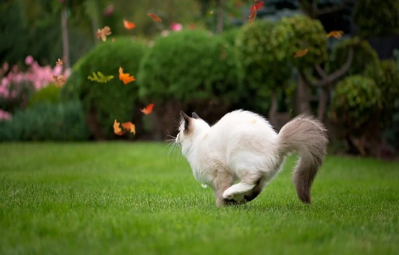 Включи кот бегать. Рэгдолл. Кот бежит. Котик бегает. Кошка в саду.