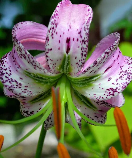 Pottertons Nursery - Lilium lankongense