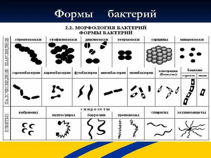 Формы бактерий микробиология таблица. Классификация бактерий по форме микробиология. Морфологические типы форм бактерий таблица. Основные морфологические формы микроорганизмов.