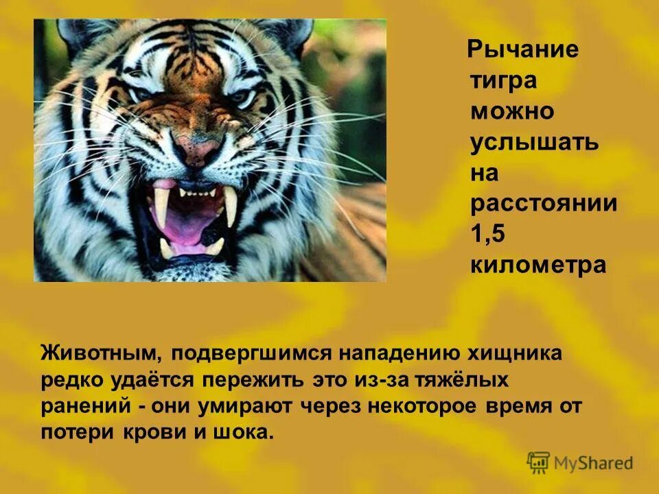 Тигр какой звук. Длина клыков тигра. размер клыков амурского тигра. амурский тигр длина клыков. рычание тигра звук.