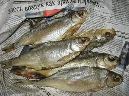 Можно ли ловить воблу в этом году