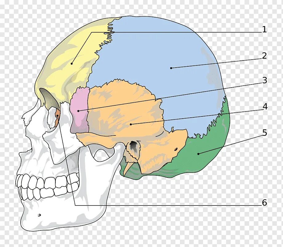 Теменная кость черепа анатомия. Теменная скелет черепа. Череп головы человека. Скелет головы череп.