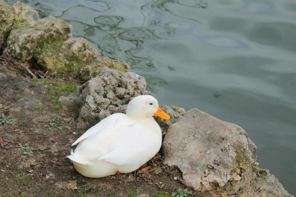 Old ducks