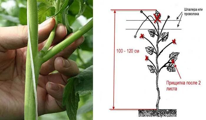 Можно ли обрезать нижние листья. Пасынкование баклажанов в теплице. Пасынкование помидор. Схема пасынкования томатов. Пасынкование перца.