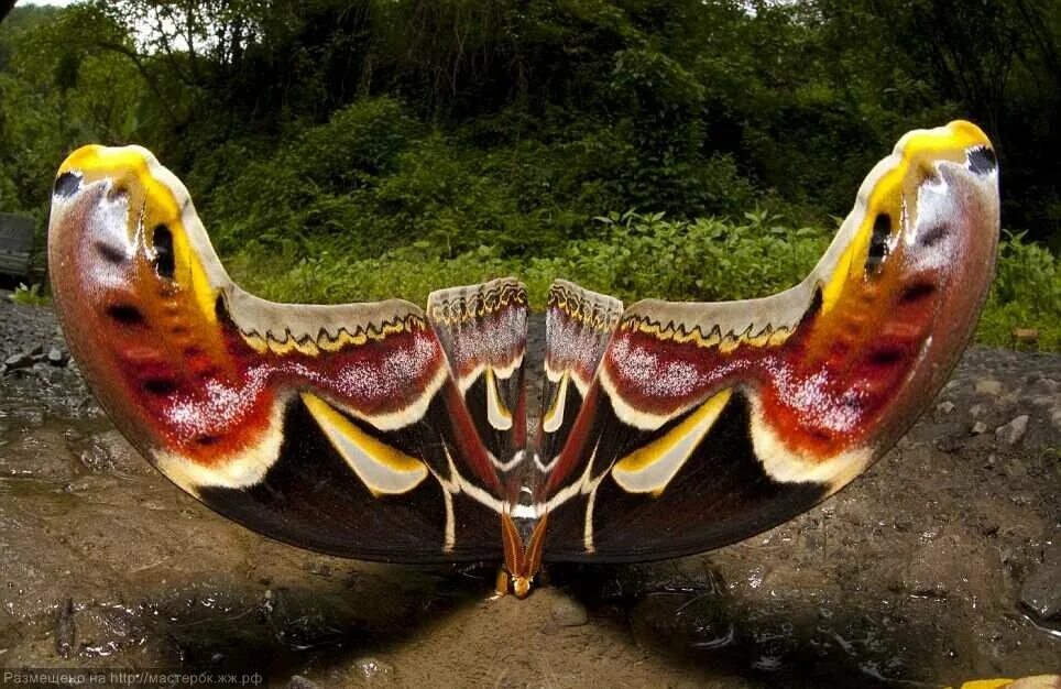 Павлиноглазка атлас Attacus Atlas. Бабочка Павлиноглазка атлас. Бабочка Atlas Moth. Аттакус атлас бабочка. Необычайных животных