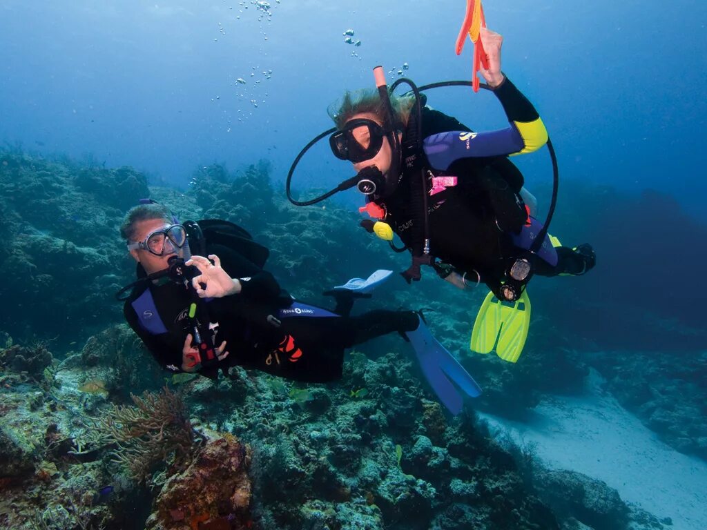 Dive want