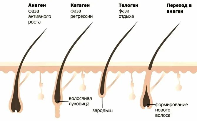 Почему медленно растут волосы на голове. Анаген катаген телоген. Фазы роста волос анаген. Луковица волоса. Волосяная луковица.