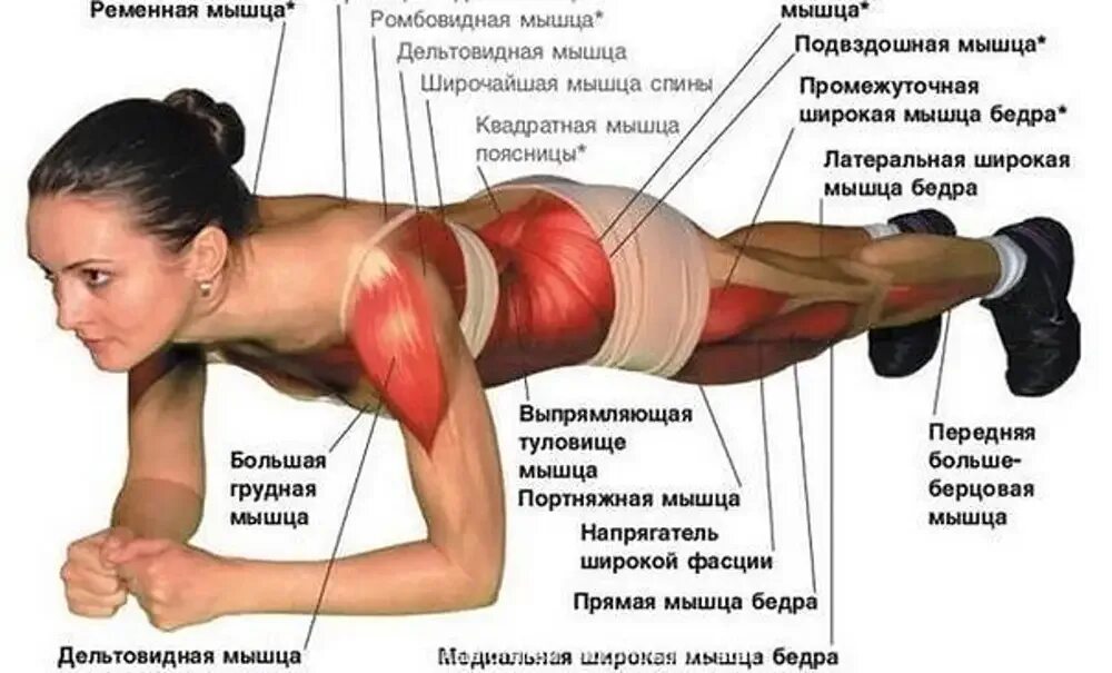 Как заставить мышцы работать. Мышцы задействованные в планке. планка упражнение мышцы. планка для укрепления мышц. группа мышц при планке.
