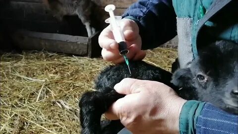 Седиминум плюс поросятам сколько