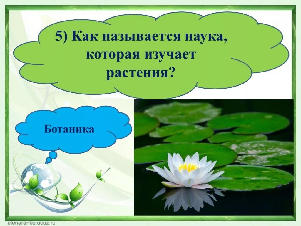 Ботаника наука о растениях. Ботаника изучает растения. Ботанические науки о растениях. Науки изучающие растения.