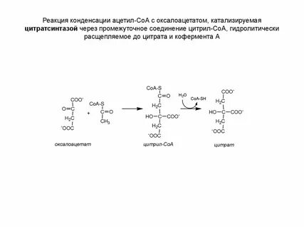 Соединение ацетил радикала и ацетил коа