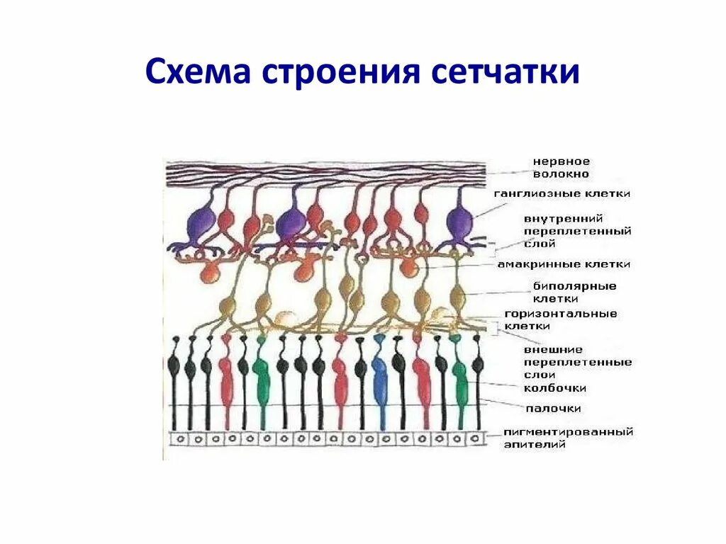 Строение сетчатки рисунок. Палочки и колбочки сетчатки гистология. Строение сетчатки физиология. Слои сетчатки глаза анатомия. Структура сетчатки глаза физиология.