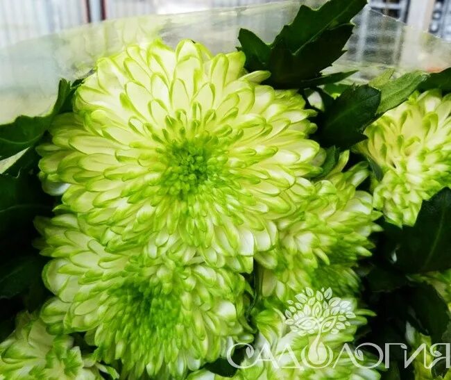 Зембла бразил хризантема фото Хризантема одноголовая "Зембла Белая купить по выгодной цене на Яндекс.Маркете