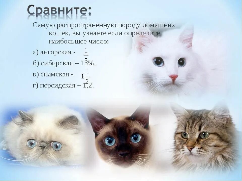 Список пород кошек. По характеру котенок. Черты кошки. Отличительные черты кошки. Характер котенка.