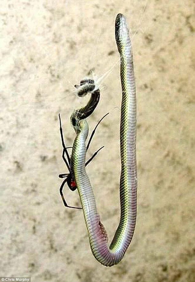 Snake vs Spider - Snake Attacks The Giant Spider And Result - YouTube