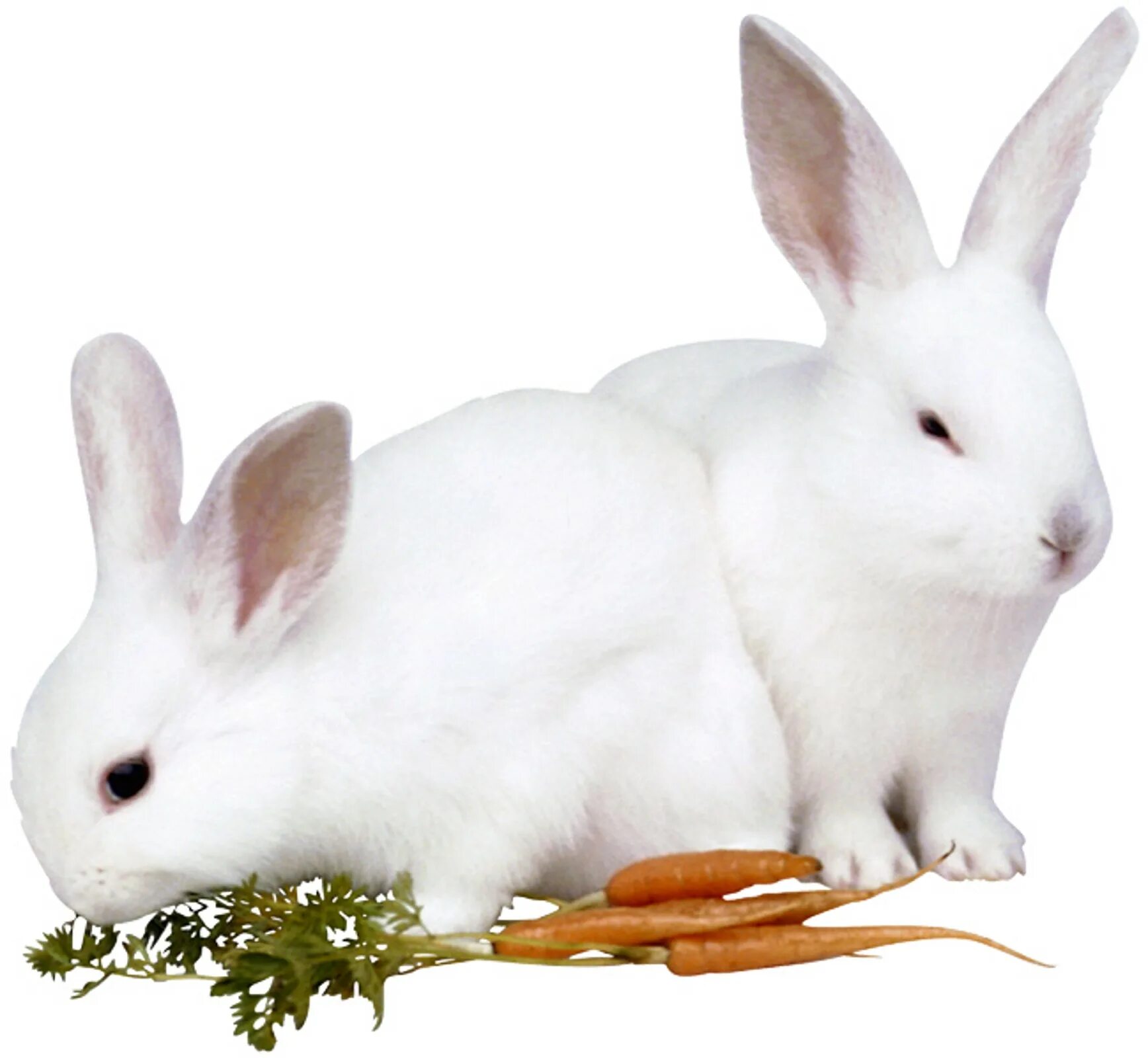 картинка кролика на прозрачном фоне. картинка кролика на прозрачном фоне. белый кролик. заяц на белом фоне. кролик на прозрачном фоне.