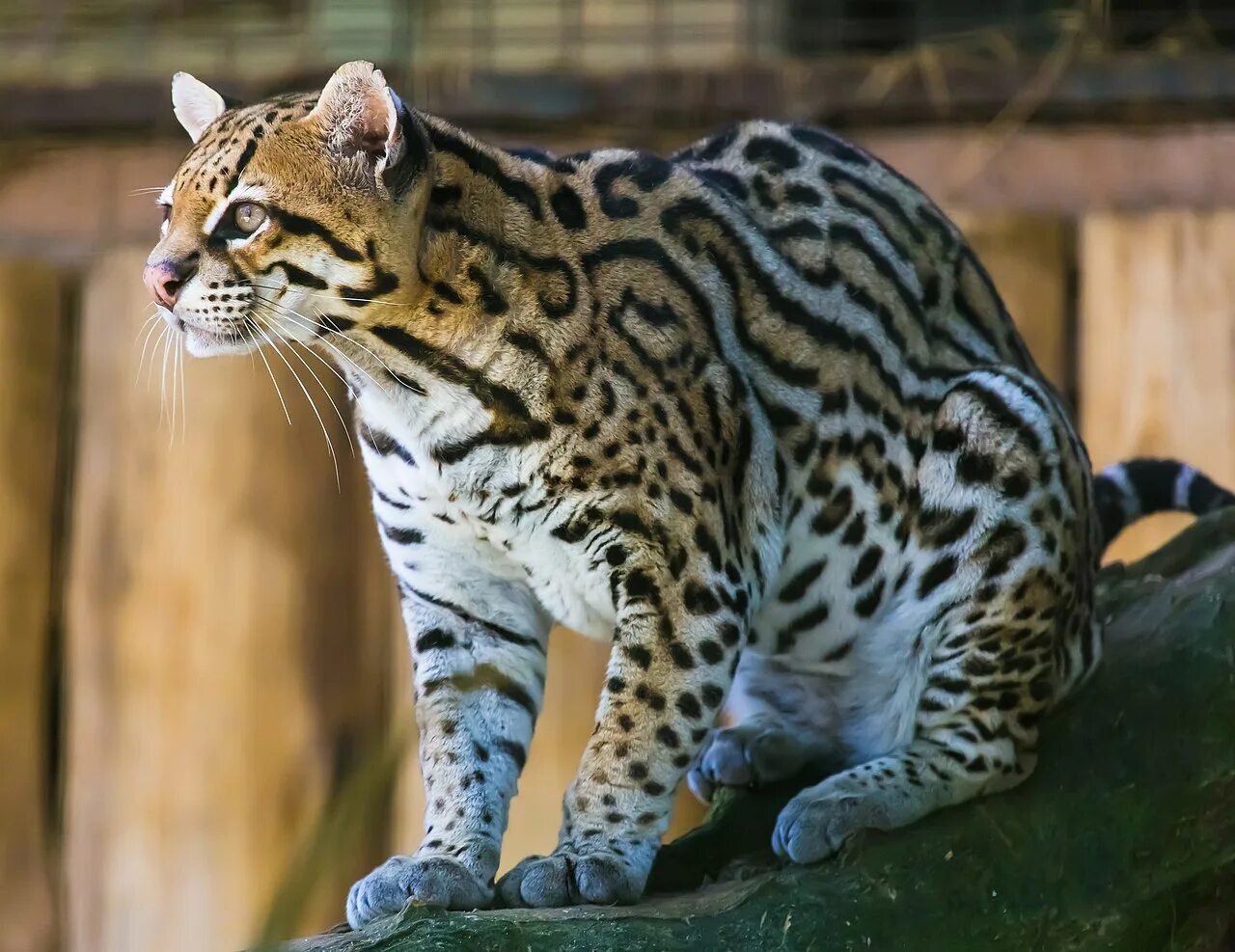 Семейство больших кошачьих. Леопард Оцелот. Оцелот (leopardus pardalis). Леопард онцилла. Пятнистый Оцелот.