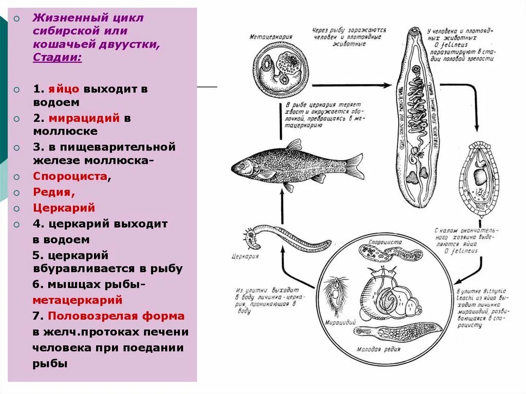 Стадии жизненного цикла цисты. Стадии жизненного цикла печеночного сосальщика. Жизненный цикл Сибирского сосальщика. Цикл развития кошачьего сосальщика схема. Жизненный цикл кошачьего сосальщика.