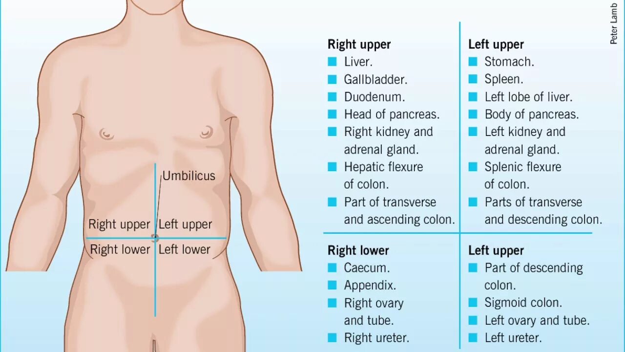 Abdominal Pain изображение. Abdomen Regions. Lower body и Upper body. Lower regions