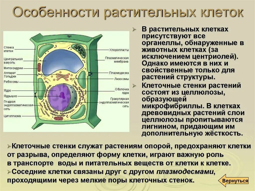 Строение и функции органоидов клетки растений. Особенности строения органоидов растительной клетки. Строение клетки органеллы и их функции растений. Строение и функции всех органелл растительной клетки.