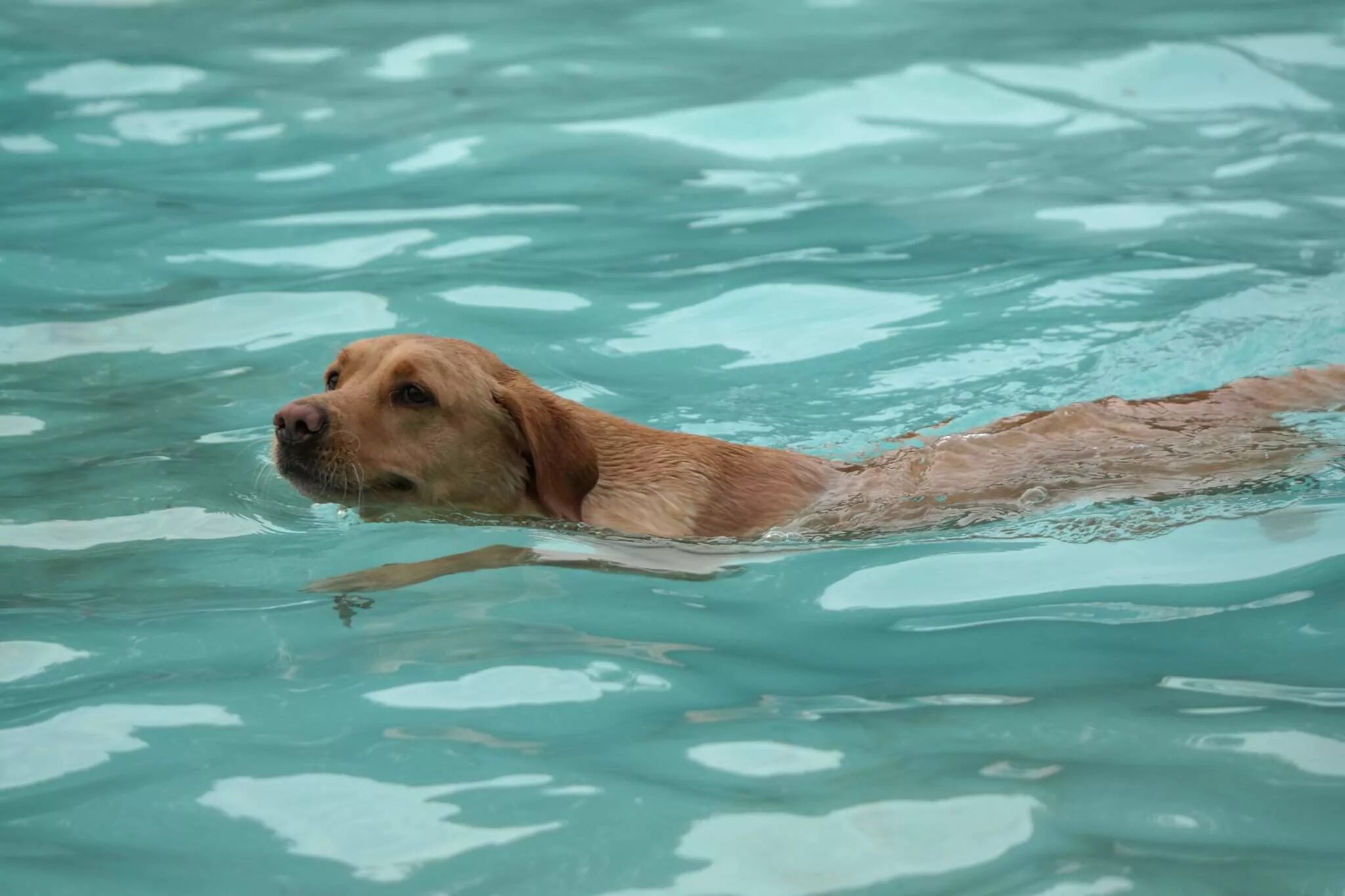 Собака боится воды