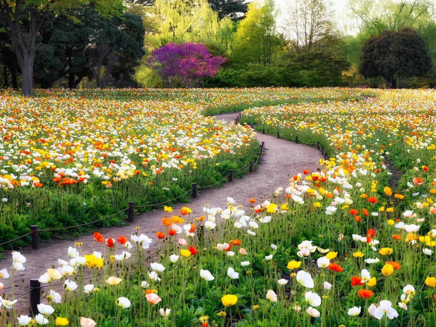 Flower nature. Мавританский газон Тимирязевка. Флауэрс Гарден парк. Мавританский газон Солнечная лужайка. Газон мавританский газон САМОРАСТЕТ.