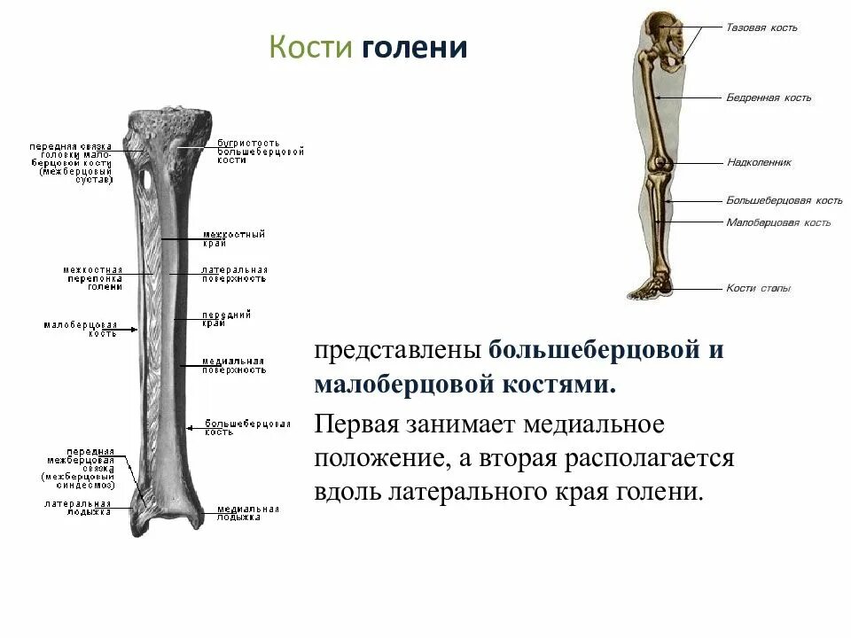 Анатомия большеберцовой кости. Большая берцовая кость анатомия строение. Большая берцовая кость анатомия человека. Малая берцовая кость анатомия человека.