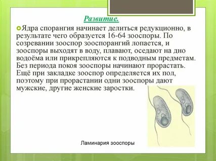 Является подвижной спорой зооспорой