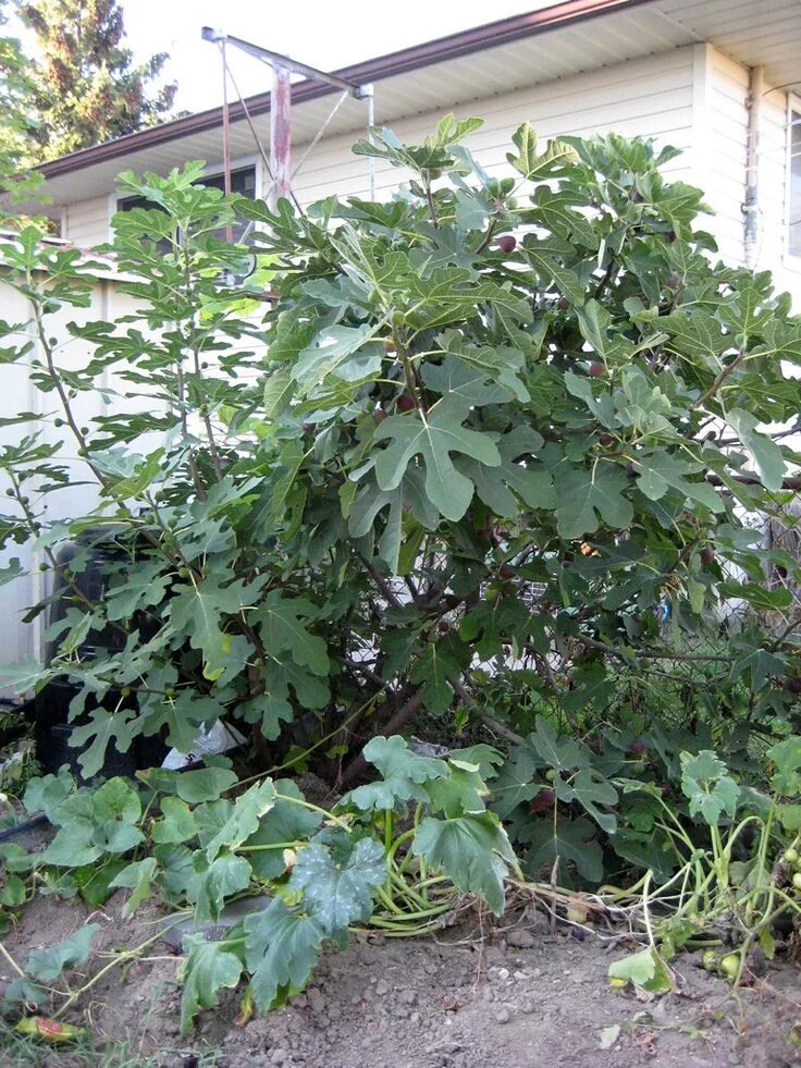 Skeda:Ficus carica4.jpg - Wikipedia