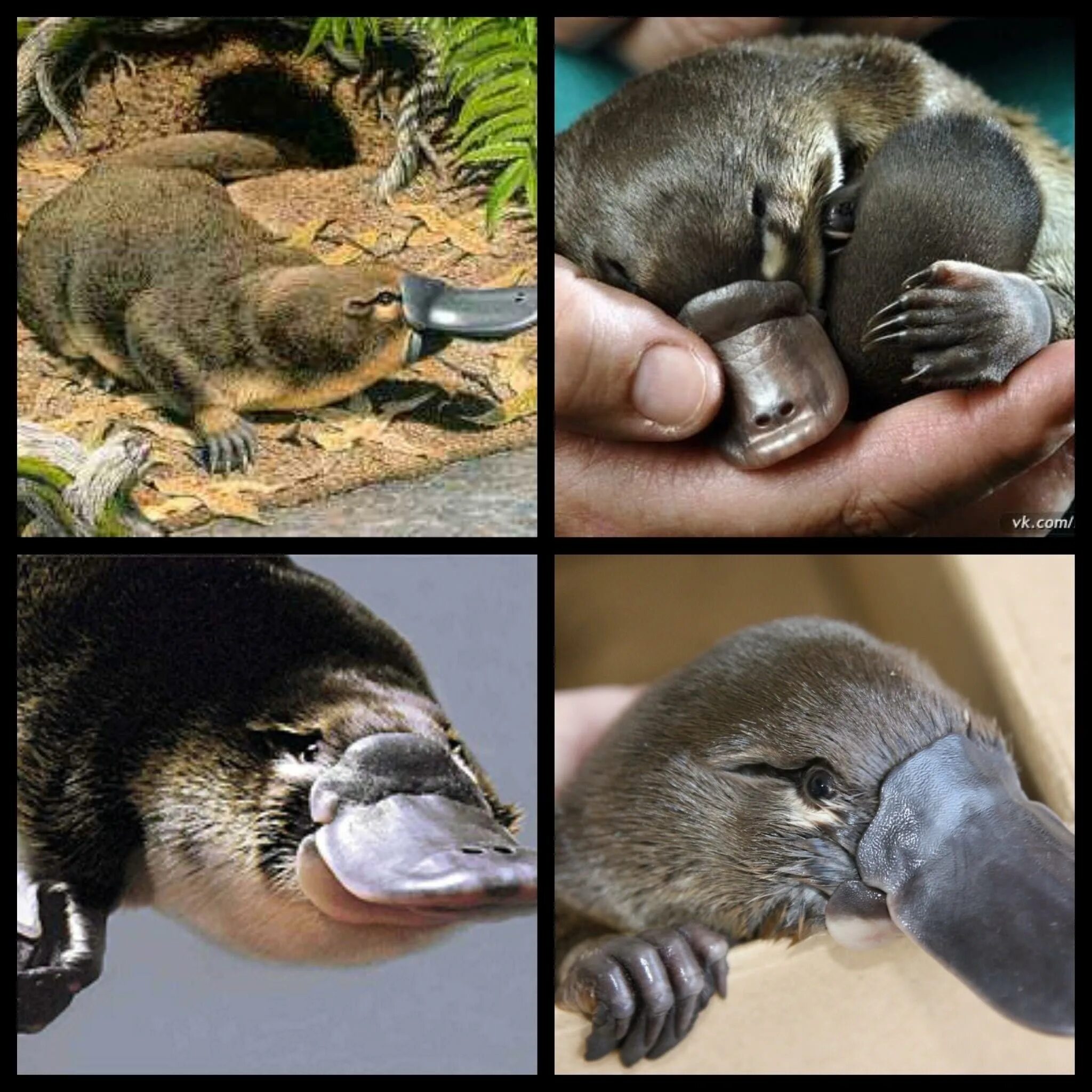 Детеныш птиц млекопитающих. Животные Австралии Утконос. Сумчатый Утконос. Утконос яйцекладущие млекопитающие. Животные Австралии Утконос и ехидна.
