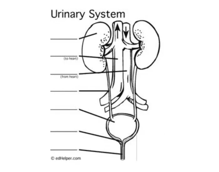 Urinary system. Urinary System tasks. Urinary System Worksheet. Urinary System labelling по русск й.