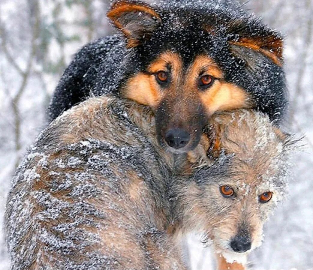 Собака зимой на улице. Сенбернар бежит. Собаки мерзнут зимой. Собаки мерзнут зимой. Бездомные собаки зима.