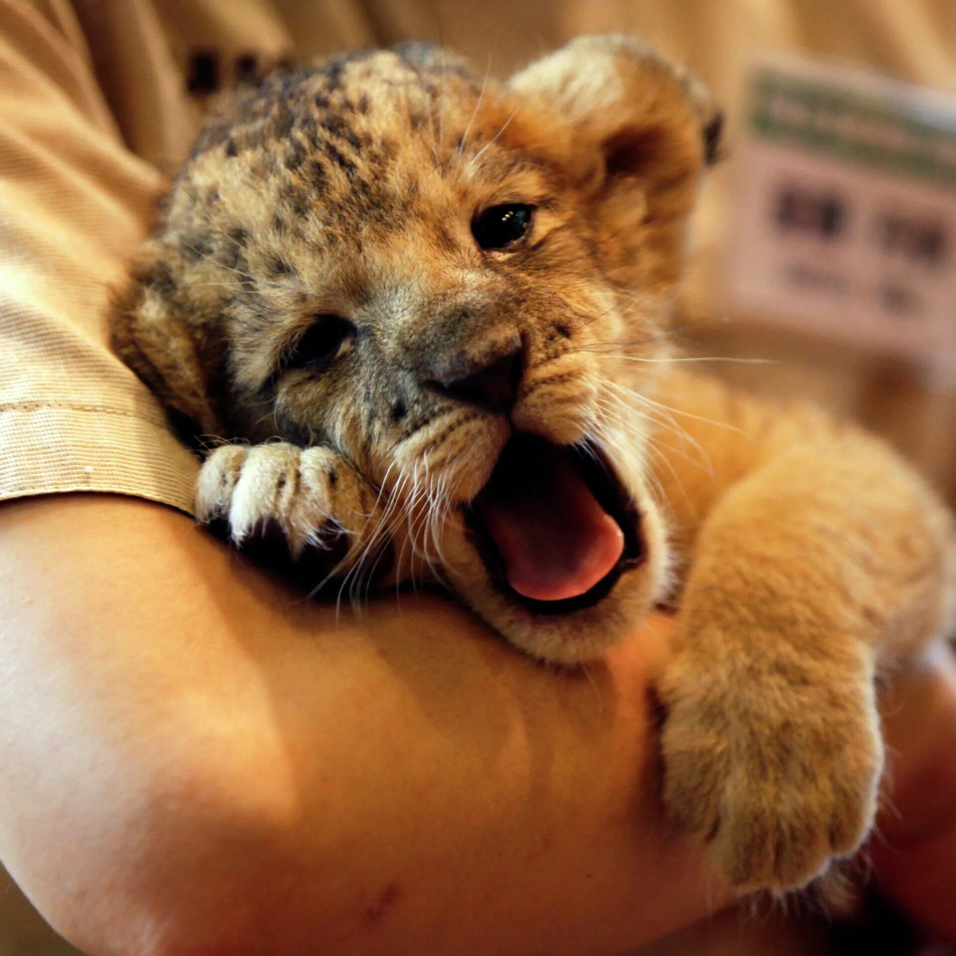 милые львы. милые львята. морда львенка. ты с улыбкой львенка с глазами. милый львенок.