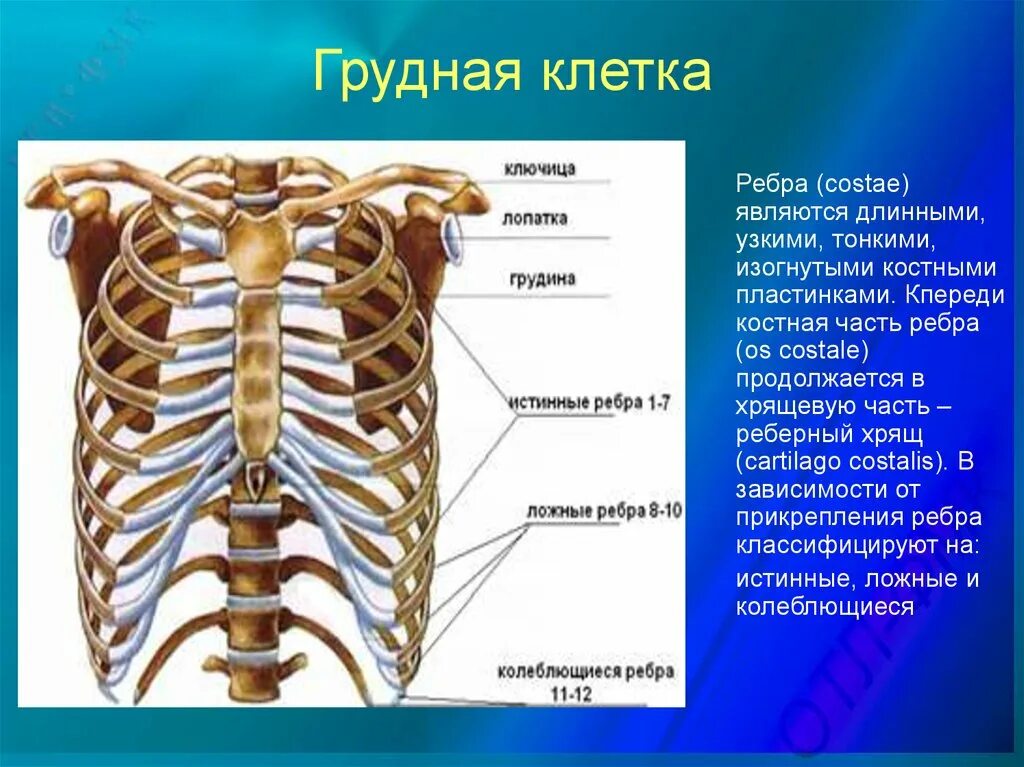 Какие кости самые крепкие. Строение грудной клетки спереди. Кости ребра Грудина позвонки. Скелет грудной клетки Грудина. Грудина скелет строение.