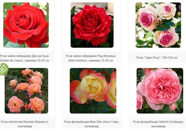 Как отличить розы. Розы чайно-гибридные и флорибунда отличия.